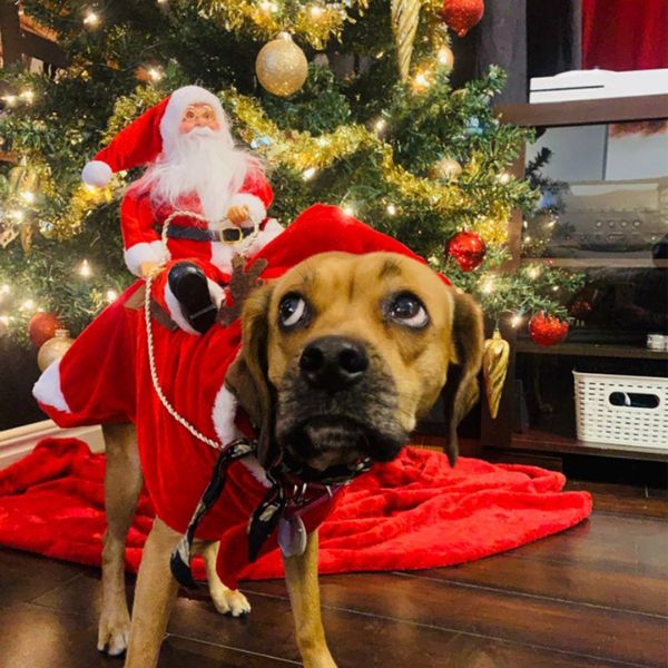 Santa's Reindeer Pet Costume